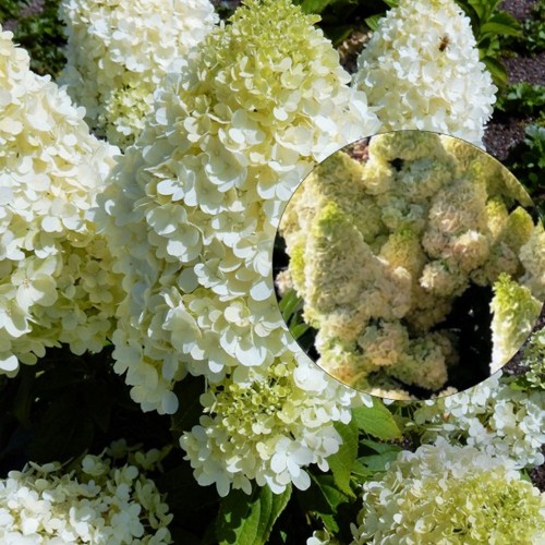 Hydrangea paniculata 'Magical Matterhorn' - Aedhortensia 'Magical Matterhorn' C2/2L